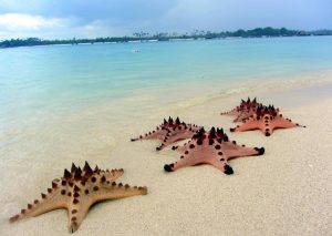 bintang laut pulau pasir