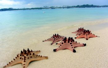 bintang laut pulau pasir, RUte TOur di Belitung